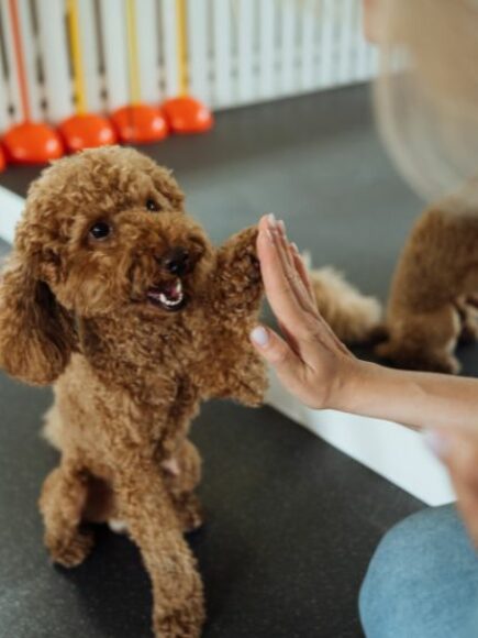 Master In Farmacologia Animale E Addestramento Canino E Felino – Diploma Autenticato Da Un Notaio Europeo –